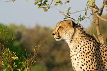 Safari lista-di-nozze-luna-di-miele-federica-e-fabio-sudafrica-dubai-e-sardegna-perusia-viaggi