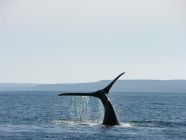 Puerto Madryn lista-di-nozze-luna-di-miele-antonella-e-massimo-viaggio-da-sogno-tour-dell-argentina-perusia-viaggi
