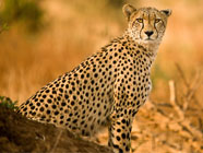 Sud Africa Viaggio di nozze in Sudafrica con Safari - Perusia Viaggi