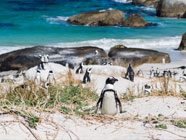 Cape Town Viaggio di nozze, avventura nell'Africa del Sud - Perusia Viaggi