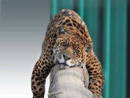 Safari - Giaguaro viaggio-di-nozze-lista-di-nozze-anna-lisa-e-cristina-sudafrica-perusia-viaggi