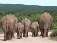 Safari - Elefanti viaggio-di-nozze-anna-lisa-e-cristina-tour-sudafrica-perusia-viaggi