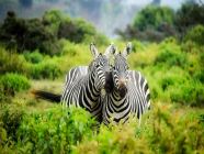 Safari - Zebre luna-di-miele-lista-di-nozze-anna-lisa-e-cristina-sudafrica-perusia-viaggi