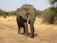 Safari lista-di-nozze-luna-di-miele-irene-e-matteo-sudafrica-e-seychelles-perusia-viaggi