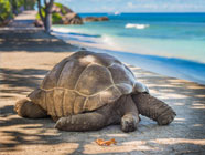 Seychelles Viaggio di nozze alle Seychelles organizzato da Perusia Viaggi