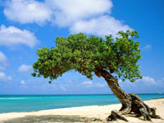 proposta viaggio Matrimonio a New York e spiagge di Aruba - Perusia Viaggi