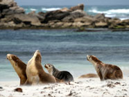 Kangaroo-Island Viaggio di Nozze in Australia, Kangaroo Island, Melbourne e Sydney organizzato da Perusia Viaggi