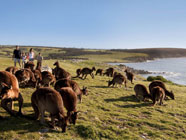 Kangaroo-Island mezzadri stoppini lista viaggio di nozze australia e polinesia perusia viaggi1