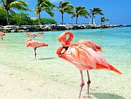 ARUBA vescovi monsignori 3 luna di miele new york e aruba perusia viaggi