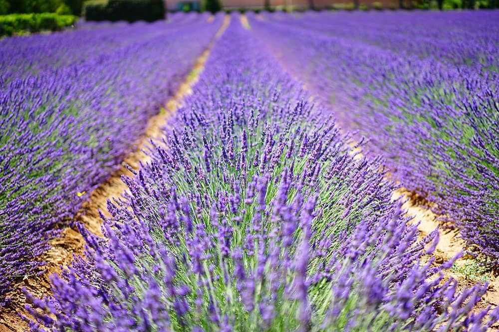 Campi di lavanda nel sud della Francia - Tour Provenza e campi di lavanda - Viaggio di gruppo Perusia Viaggi
