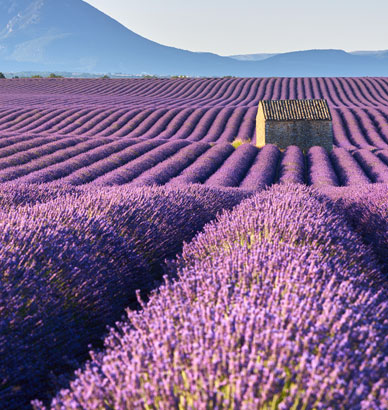 Tour Provenza e campi di lavanda - Viaggio di Gruppo Perusia Viaggi Parti con noi