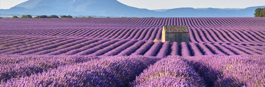 Tour della Provenza con guida Luglio 2022. Weekend lungo in Francia