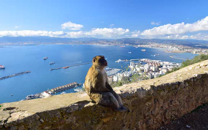 Bertuccia sulla Rocca di Gibilterra porto franco - Itinerario Tour Andalusia 8 giorni Perusia Viaggi